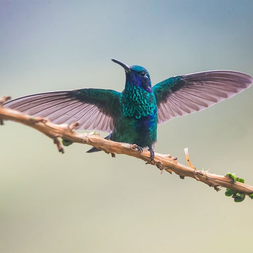 colibrí