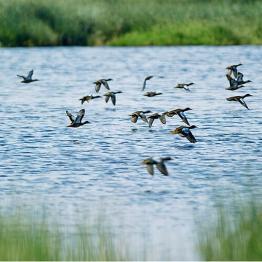 Lagunas de Mejía con aves