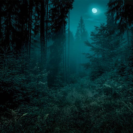 bosque oscuro