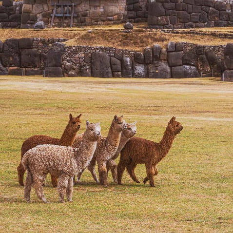 Especie animal más importante para Los Incas