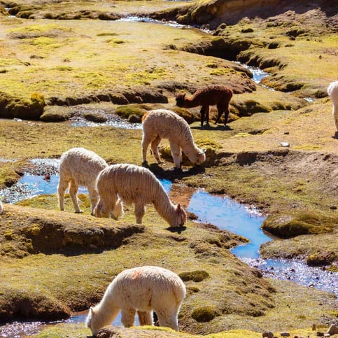 ¿Qué representa la alpaca en el Perú?