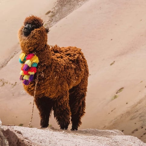 FOTOS - Especie Animal Más Importante Para Los Incas - Parte 3 - 2