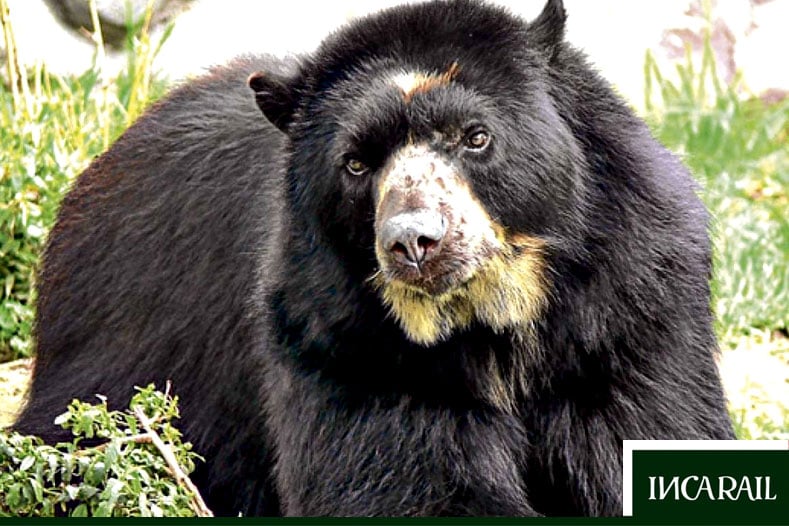 The 10 most fascinating native animals of Peru