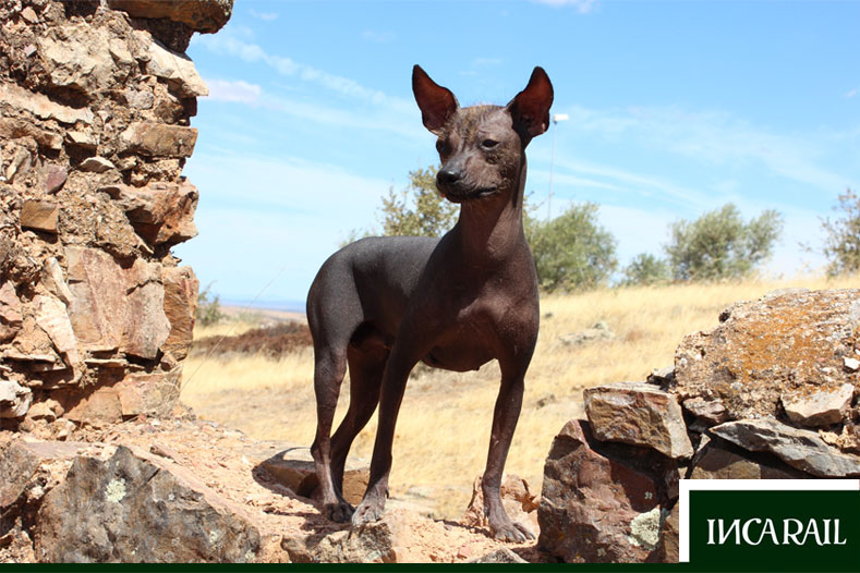 Animals native deals to peru