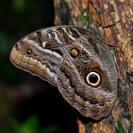 mariposa ojo de lechuza